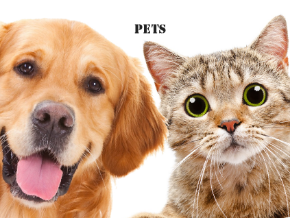 圖片類別寵物用品